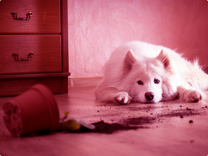 cachorro lado triste ao derrubar o vaso na casa